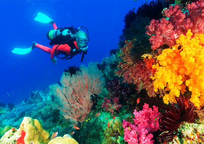 Lusong Coral Garden, Coron