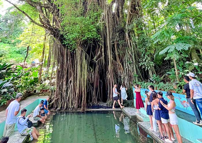 Old Enchanted Balete Tree on Siquijor Island