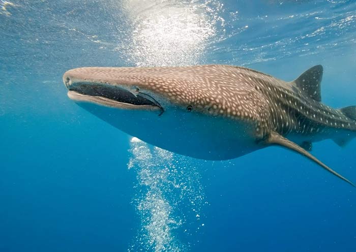 Swimming with Whale Sharks in Puerto Princesa