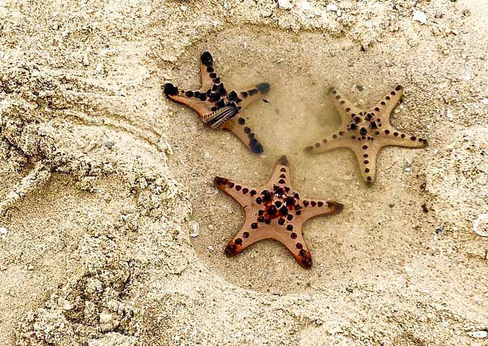 Starfish Island