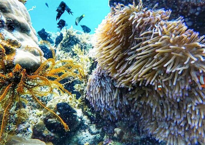 Twin Reef near Port Barton, Palawan