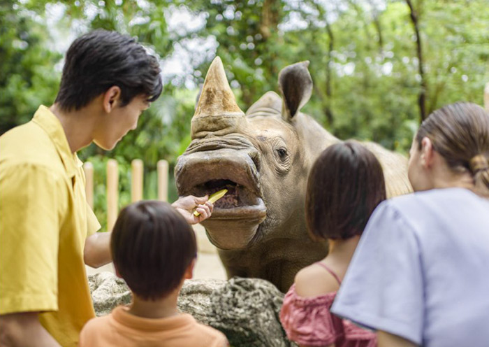 White Rhinocero Feeding, Singapore Zoo