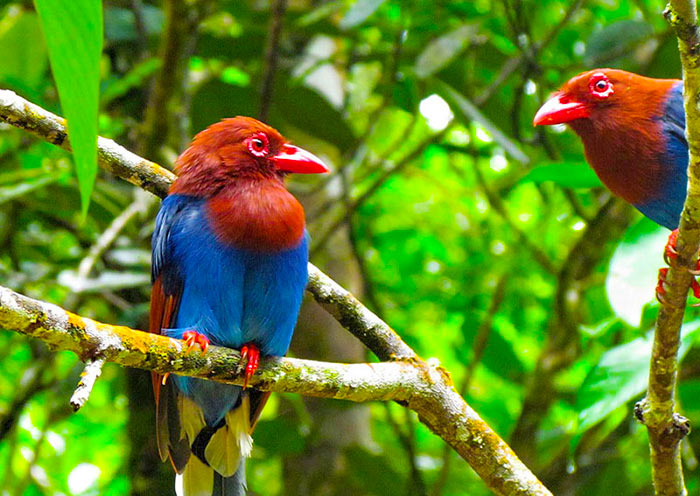 Bird Watching in Kitulgala's Rainforest