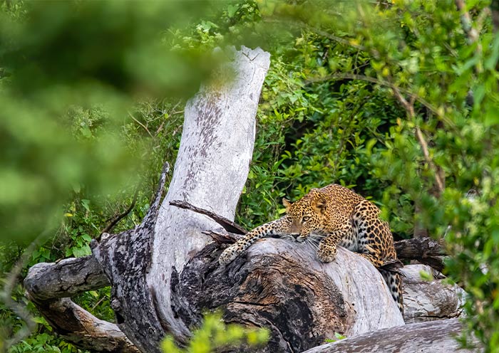 Spot Leopards in Yala National Park