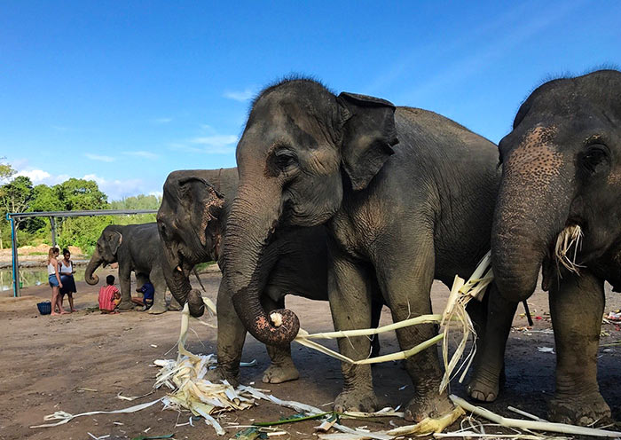 Yummy, Elephant Jungle Sanctuary elephant-jungle-sanctuary-700-2.jpg