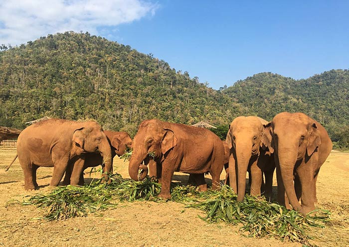 Elephant Park, Chiang Mai