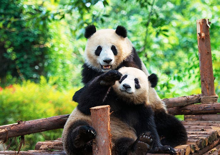 Chengdu Research Base of Giant Panda Breeding