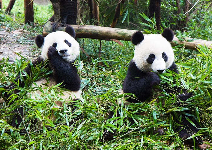 Chengdu Panda Base (Sichuan)