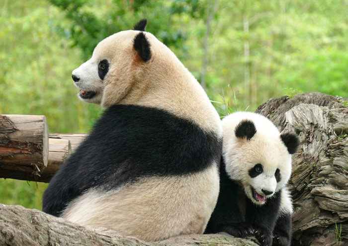 Panda Mom and Baby