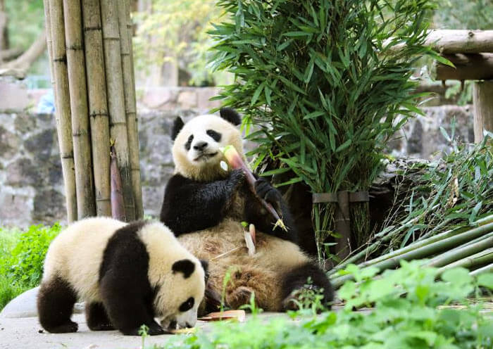 Panda Mom and Baby