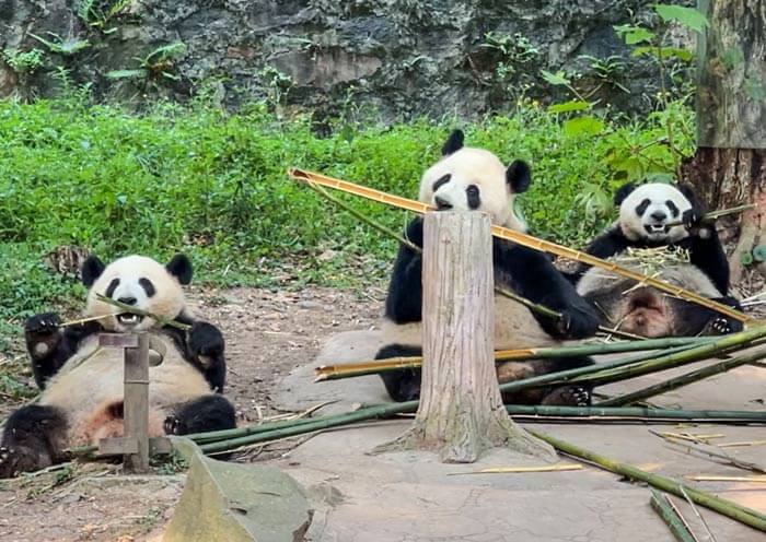 Panda Cao Cao & her kids Xing Ye & Mu Ye