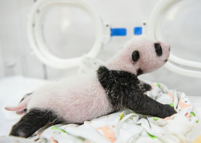 Giant Panda Baby