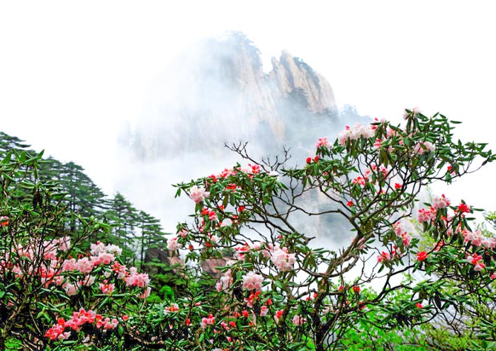 Huangshan tour