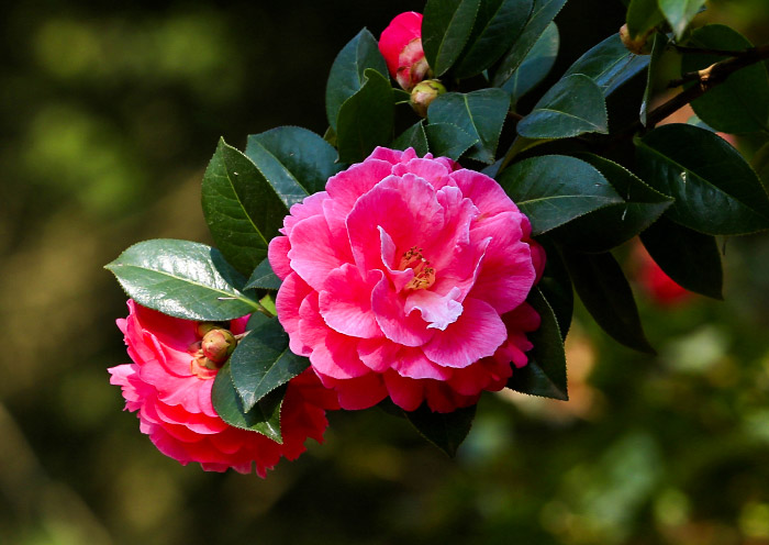 Camellia, the City Flower of Kunming