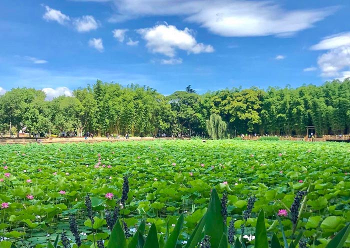 Summer Lotus, Green Lake