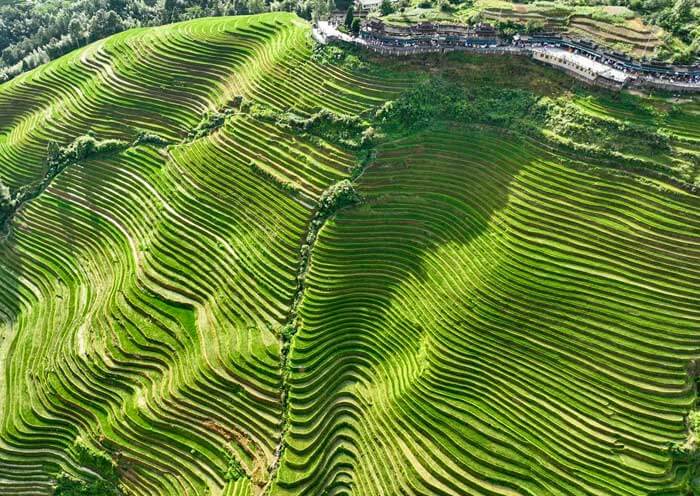 Longji Rice Terraces