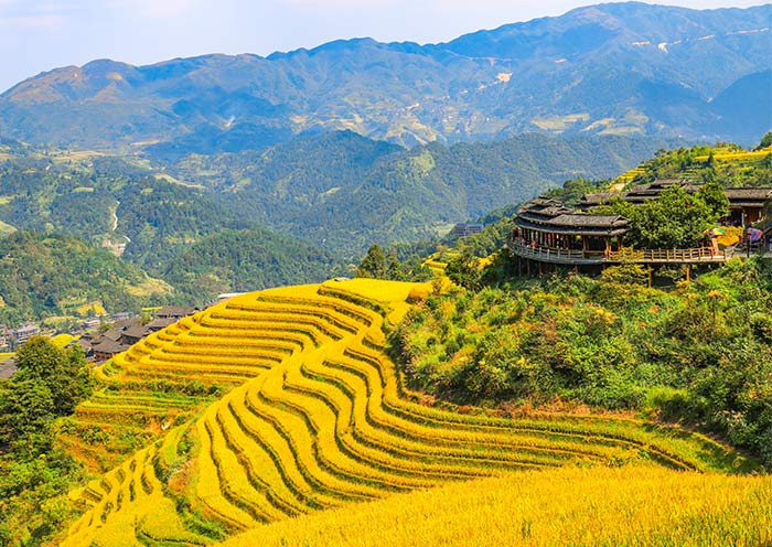 Longji Rice Terrace - Dazhai Longji Rice Terrace - Dazhai