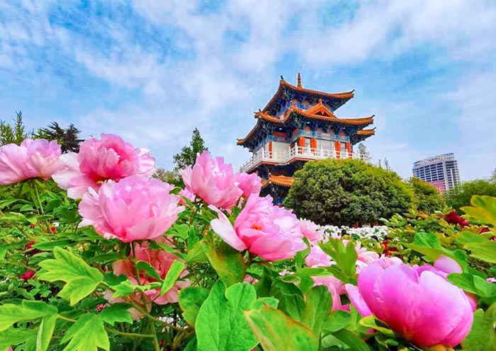 Luoyang, Peony City of China