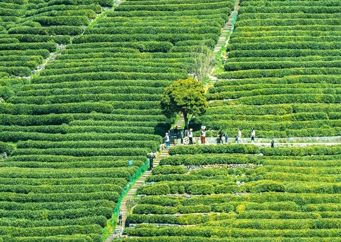 Meijiawu Tea Village