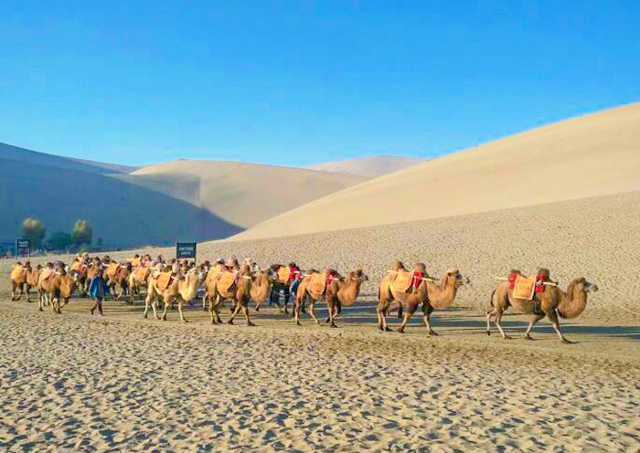 Ride a Camel at Mingsha Mountain