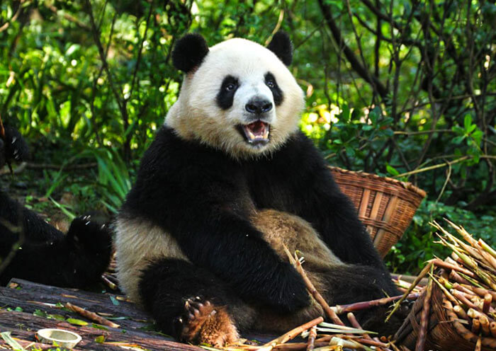 Panda Zhima, the real image of the Chengdu Universiade mascot Rongbao