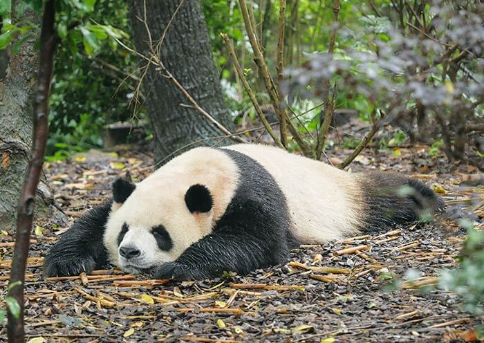 The Universiade Mascot Rongbao is Based on Panda Zhima