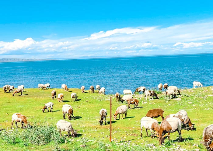 Qinghai Lake Countryside View