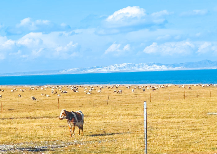 Qinghai Lake picturesque setting