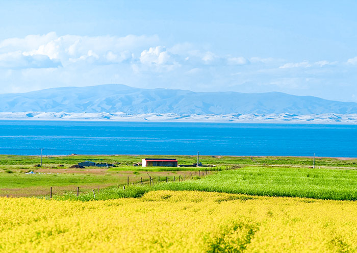 Rapeseed Flowers at Qinghai Lake