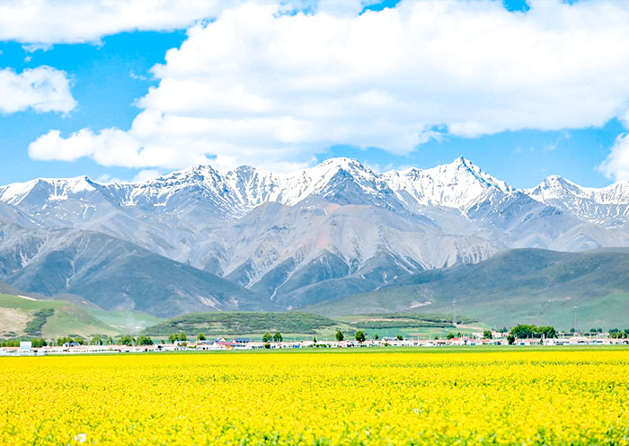 Rapeseed flowers bloom around Qinghai Lake