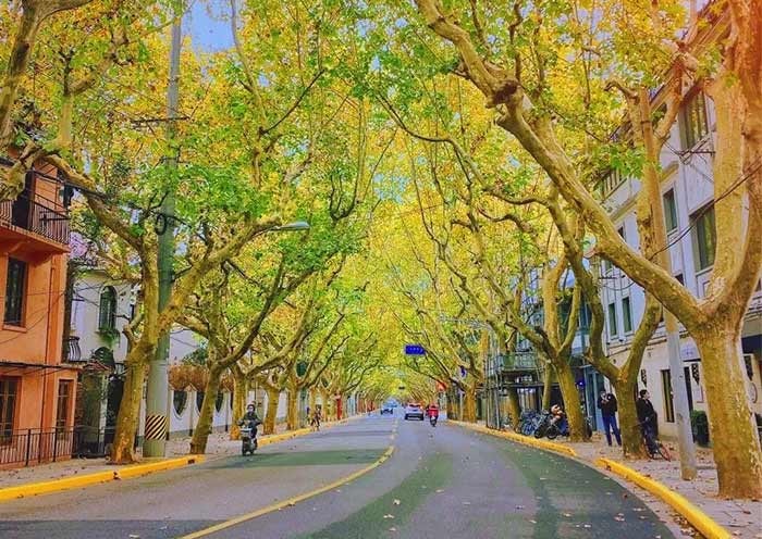 Visit Fuxing Road in Shanghai