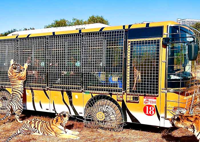 Siberian Tiger Park, Harbin Siberian Tiger Park, Harbin