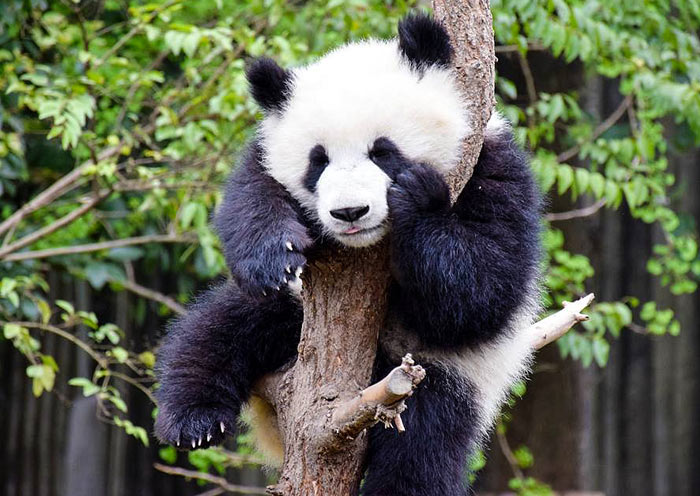 Cute Panda at Wild Wolong Panda Base