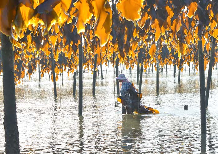 Xiapu is known as the hometown of seaweed