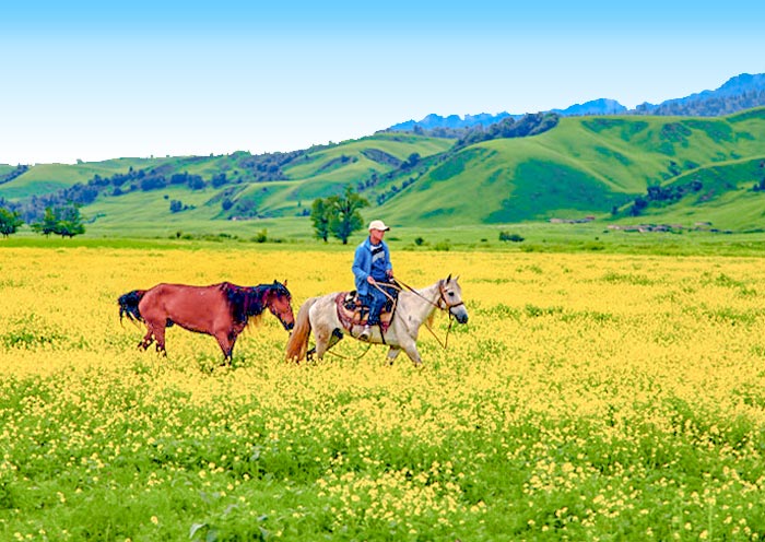 Naratay Grassland, Xinjiang