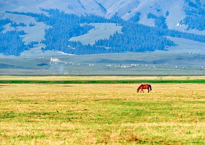 Naratay Grassland, Xinjiang