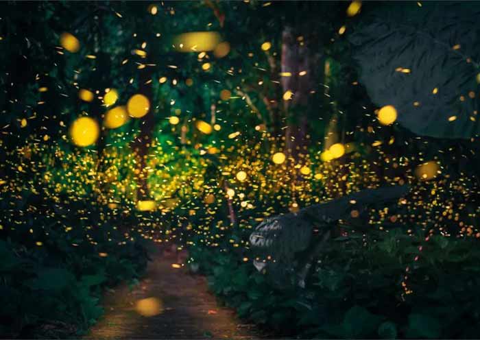 Firefly at Xishuangbanna Tropical Botanical Garden