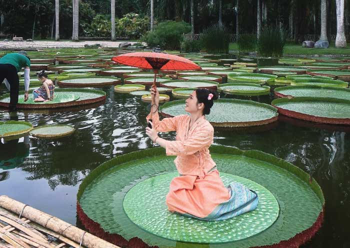 Majestic Water Lilies at Xishuangbanna Tropical Botanical Garden