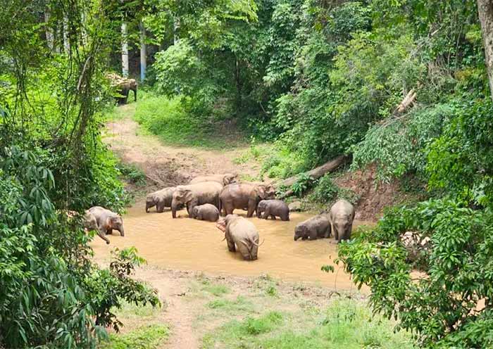 Xishuangbanna Wild Elephant Valley