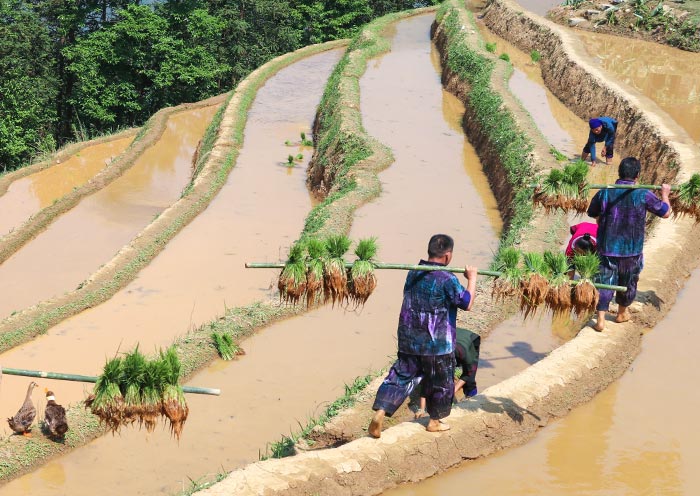 At the time of planting, Yuanyang Rice Terraces