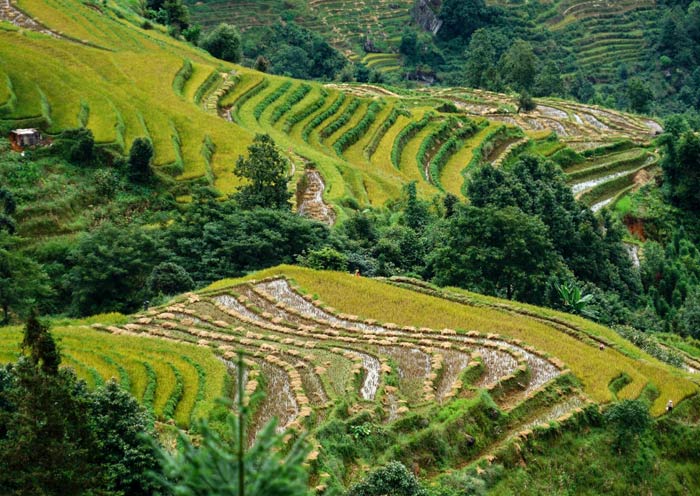 The Green Color of Yuanyang Rice Terrace