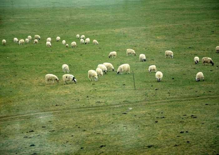 Qing-Tibet Train Passes Grasslands Train to Lhasa