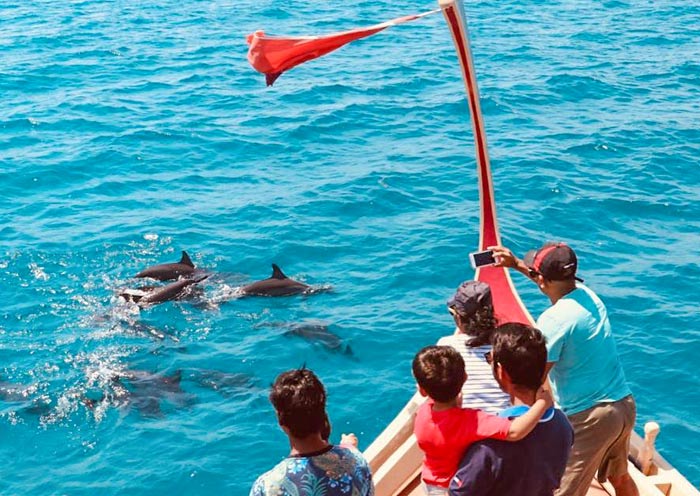 Dolphin Safari