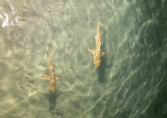 Nurse Sharks