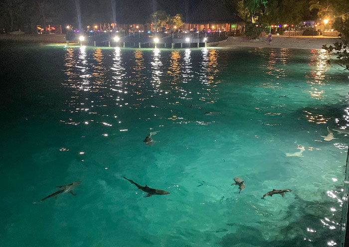 Nurse Sharks