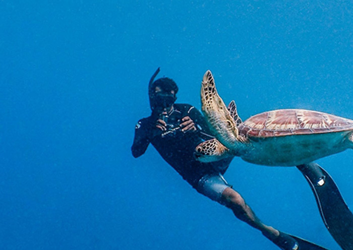 Turtle Diving