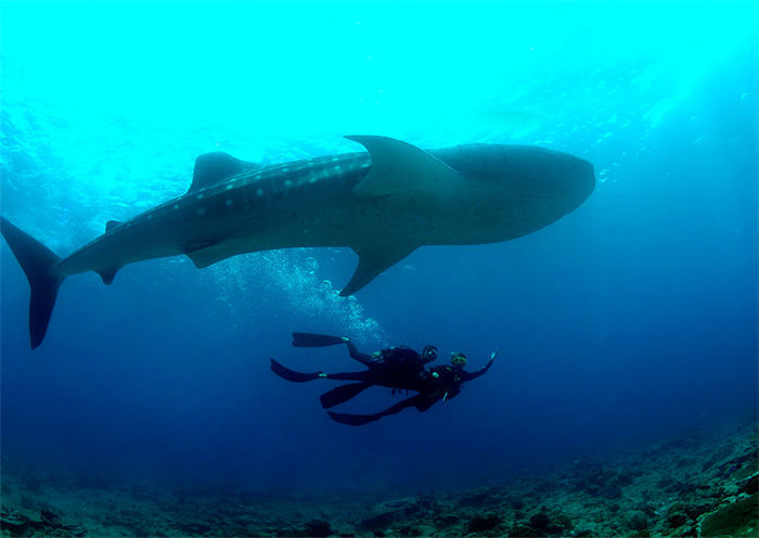 Whale Shark Diving