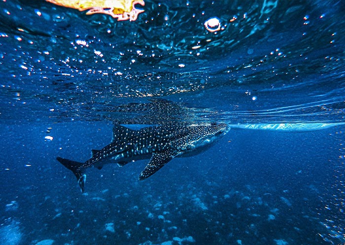 Barceló Whale Lagoon Maldives
