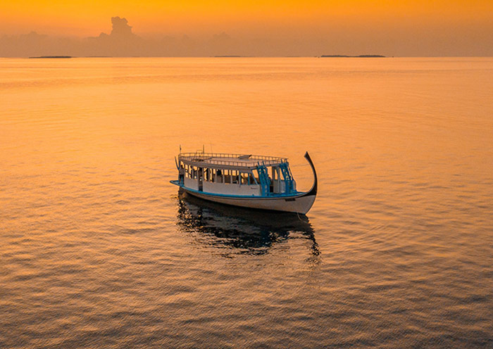 Dolphin Cruise