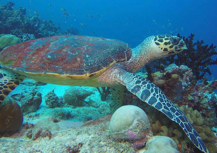 Sea Turtle Diving